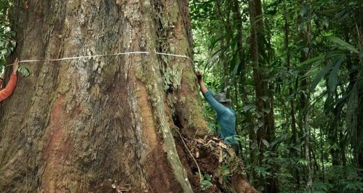 degisen havalar dengeyi bozdu dev gibi oldular buyumesi durmuyor T7QY29vD
