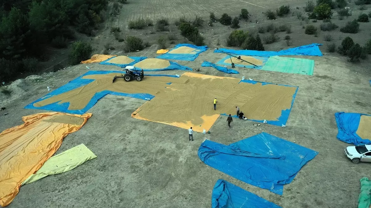 tosyada celtik kurutma gelenegi GyL2pVu2.jpg