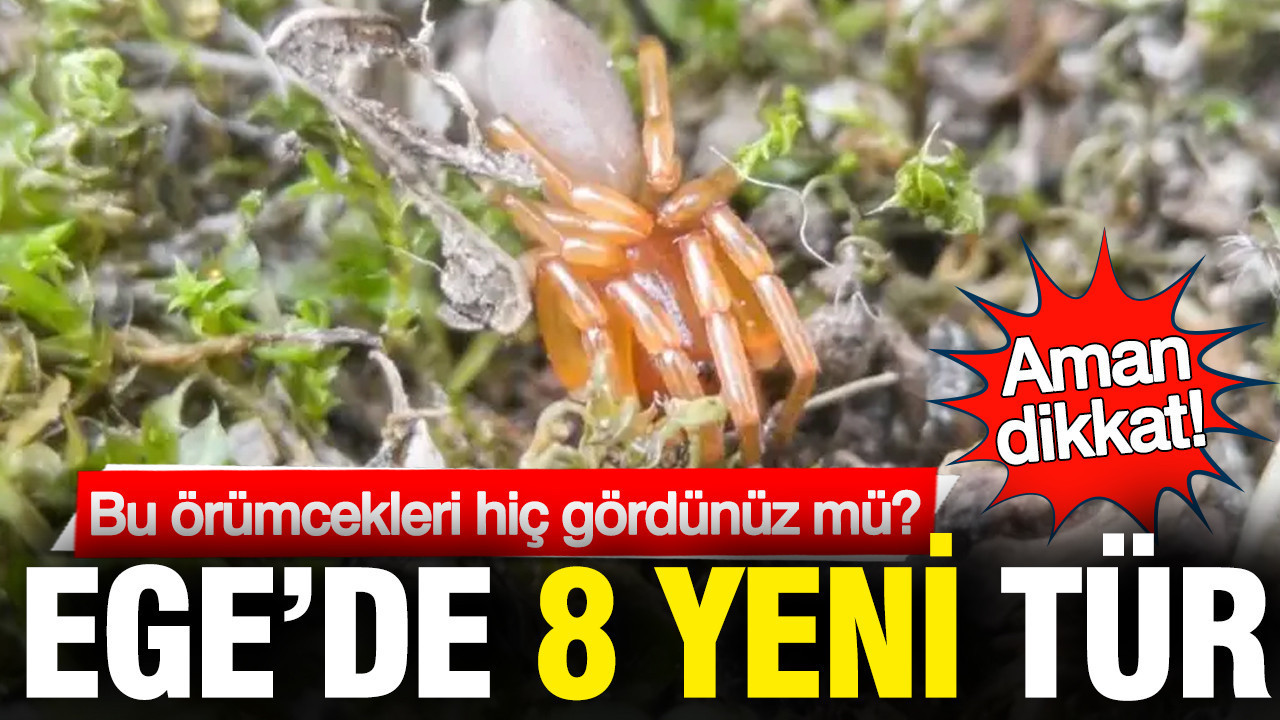 Ege Bölgesi’nde 8 Yeni Örümcek Türü Keşfedildi
